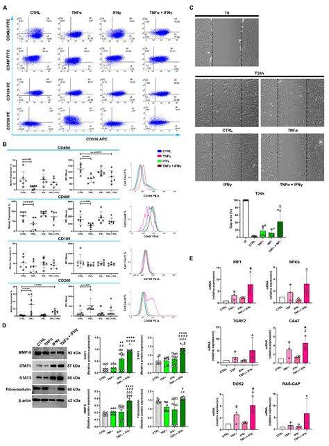 CD200 as a Potential New Player in Inflammation during Rotator Cuff