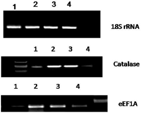 The Candidate Gene Expression Analysis Candidate Genes Showing