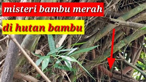 Cepat Hindari Jika Melihat Bambu Merah Seperti Ini Youtube