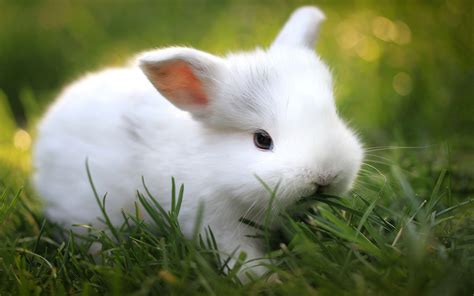 White Bunny Wallpapers - Top Free White Bunny Backgrounds - WallpaperAccess