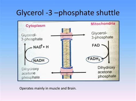 Ppt Biological Oxidation Powerpoint Presentation Free Download Id