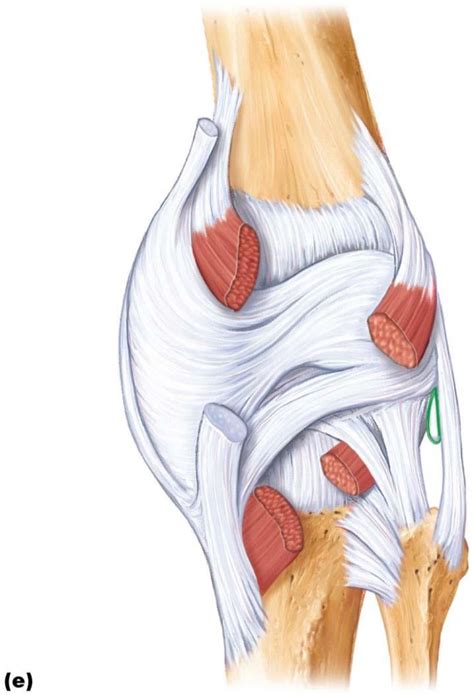 Knee Joint Posterior Diagram Quizlet