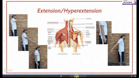 Extension And Flexion Anatomy at Delisa Bernardo blog