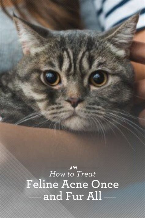 Cat Acne Symptoms And Causes Plus Treatments That Really Work Feline