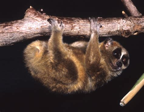 МАЛЫЙ ТОЛСТЫЙ ЛОРИ (Nycticebus pygmaeus) - AnimalBox.ru