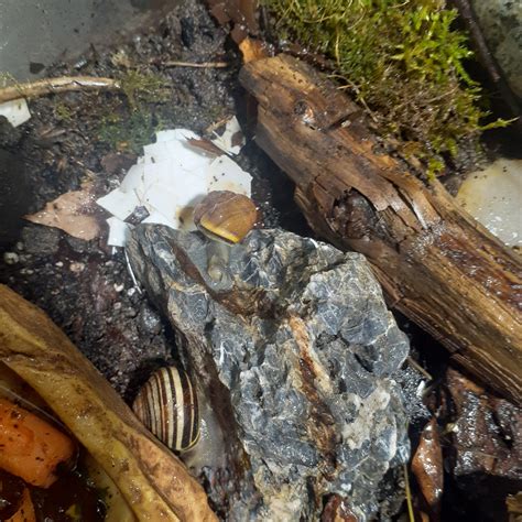 My snails keep chilling around this rock, are they alright or just like