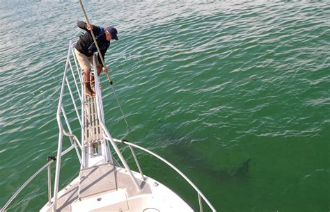 What do Cape Cod's shark researchers do in the 'off-season'?