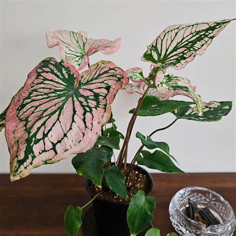 Caladium / Caladium Pink / Araceae / Symphony Leafy / Peppermint Leafy