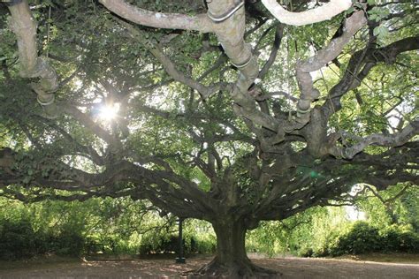 Le Hêtre Pleureur De Bayeux Na Rien à Envier Au Plus Bel Arbre De