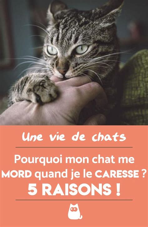 Pourquoi Mon Chat Me Mord Quand Je Le Caresse Artofit