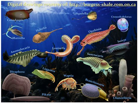 Prehistoric Sea Creatures Fish