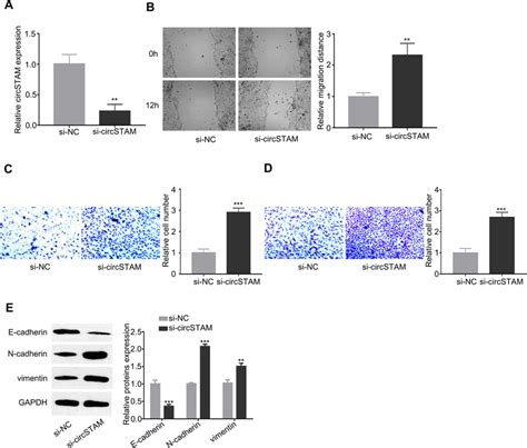 CircSTAM Regulates Migration Invasion And EMT Of HTR 8 SVneo Cells