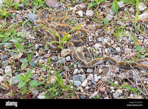 Chenille La Chenille Processionnaire Du Pin Thaumetopoea Pityocampa