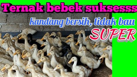 Cara Ternak Bebek Peking Hibrida Hasil Super Panduan Teknis Ternak