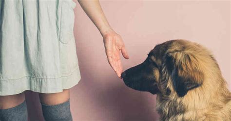 Por Qu Los Perros Te Huelen La Entrepierna Solar Stereo