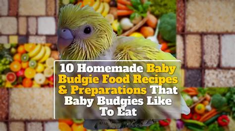 10 Homemade Baby Budgie Food Recipes & Preparations That Baby Budgies Like To Eat