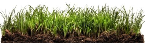 Cross Section Row Of Fresh Grass On A White Background Generative Ai Stock Illustration