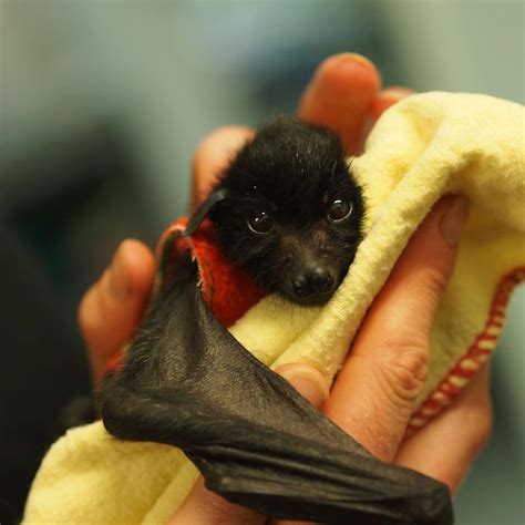 Adorable Orphaned Baby Bats Cared for by Australian Bat Clinic