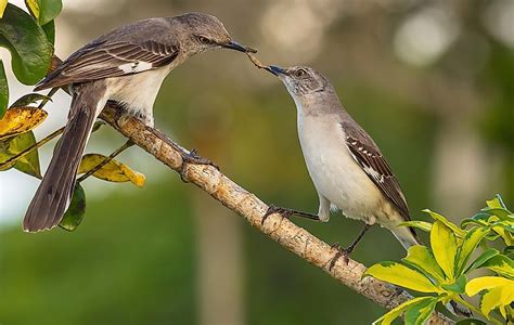 The 13 Coolest Animals In Texas - WorldAtlas