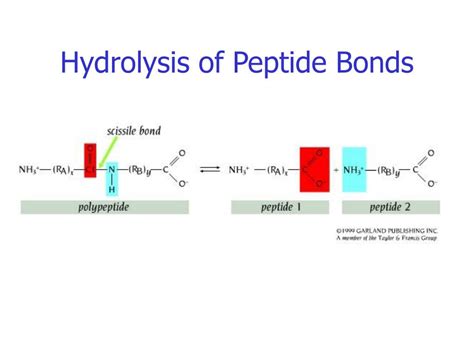 Ppt Enzyme Catalysis Serine Proteases Powerpoint Presentation Free Download Id 6902326