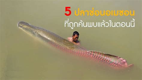 ปลาอะราไพม่า Arapaima 51 สายพันธุ์ สุดท้าย ที่มีชีวิตอยู่บนโลก