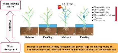 Plants Free Full Text Synergistic Effects Of Water Management And Silicon Foliar Spraying On