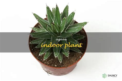 The Ultimate Guide To Growing And Caring For Agave Indoor Plants | ShunCy