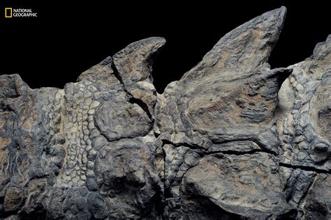 This 110-Million-Year-Old Armored Dinosaur Was Turned To Stone By A ...