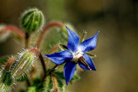 Les Plantes Du Domaine De Montauger Conseil D Partemental De L Essonne