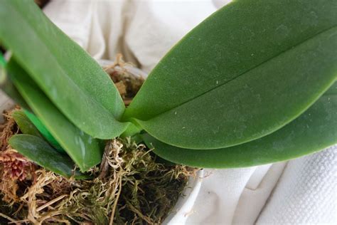 Orquídea saudável estratégias para escolher a planta CERTA