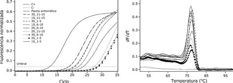 Izq Curvas de amplificación por RT qPCR utilizando el sistema SYBR