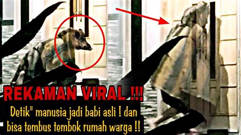 Detik Manusia Jadi Babi Asli Bisa Tembus Tembok Rumah Warga