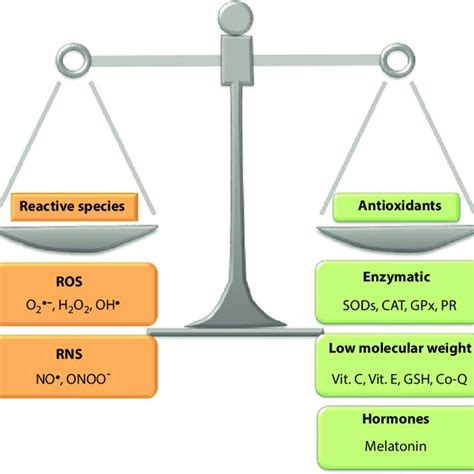 Sex Influences On Fetal Programming Of Cardiovascular Diseases Females