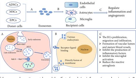 Figure 1 From Exosome In Crosstalk Between Inflammation And