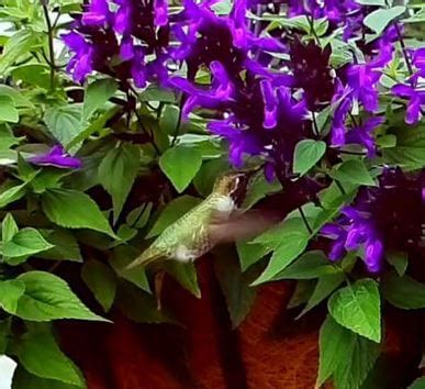 Perfect For Hanging Baskets: Hummingbird Falls Plant - a Friendly Gardener