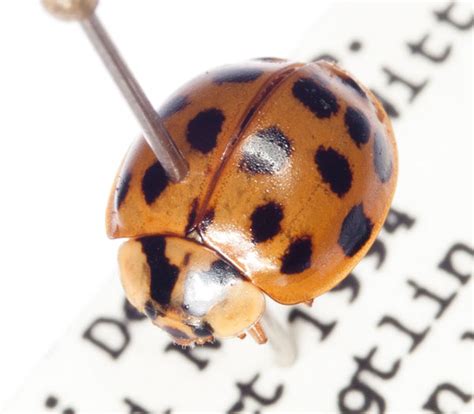 Asian Lady Beetle Facts Habitat Diet Life Cycle Baby Pictures