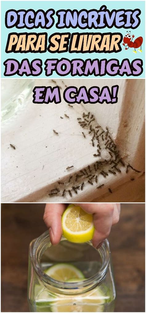 Mata Formiga Este Rem Dio Caseiro O Melhor Matar Formigas