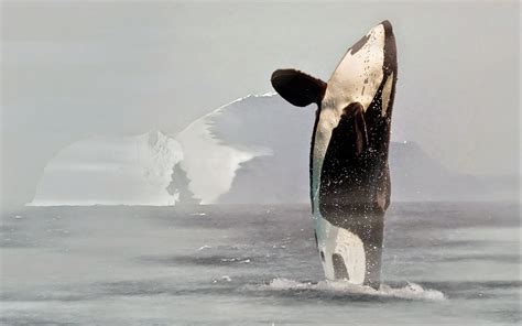 5 Five 5 Killer Whale