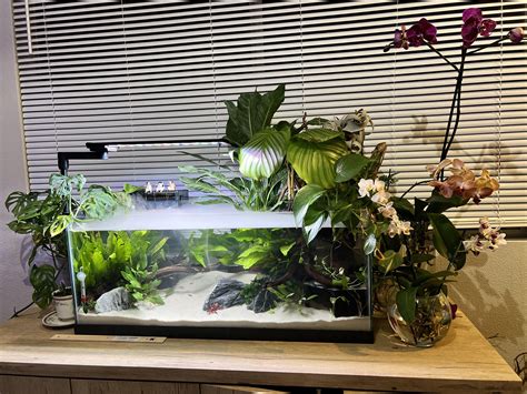 Planted Axolotl Tank : r/PlantedTank