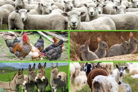 25 animales que viven en el campo Lista e imágenes