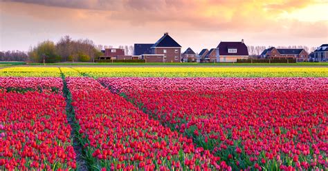 Instagram And Tourists Might Destroy Dutch Tulip Fields