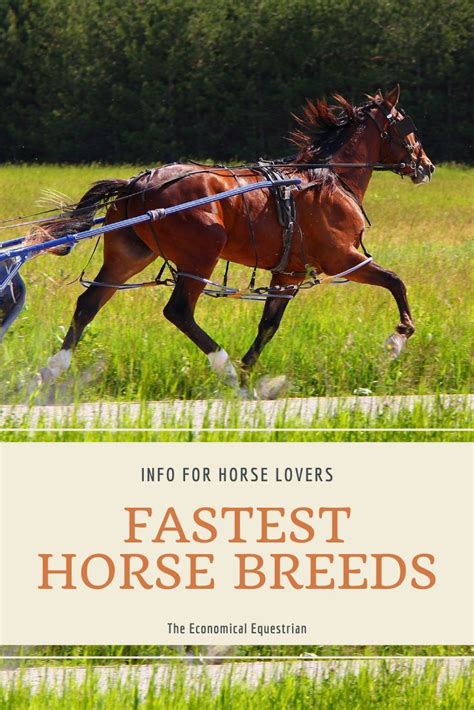 The 8 Fastest Horse Breeds In The World Artofit