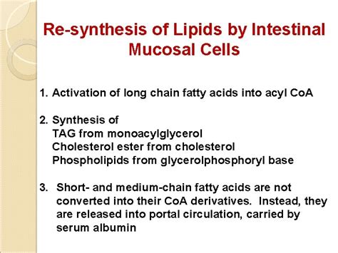 Biochemical Aspects Of Digestion Of Lipids Dr Amr