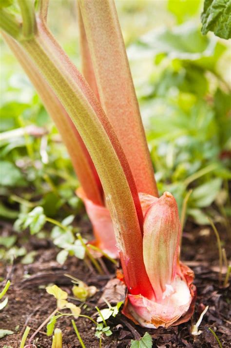 Sunrise Rhubarb Uses Planting And Harvesting Sunrise Rhubarb