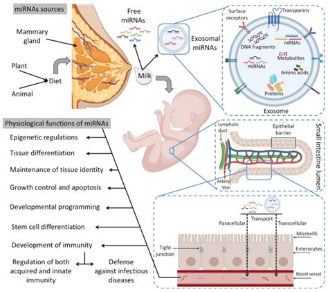 Hbm Derived Mirnas And Their Physiological Functions In Breastfed