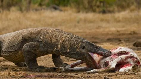 What Do Komodo Dragons Eat A Comprehensive Guide To The Komodo Dragons