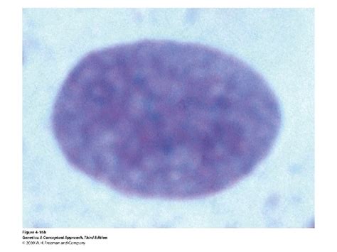 Lecture Connections Sex Determination And Sexlinked Characteristics