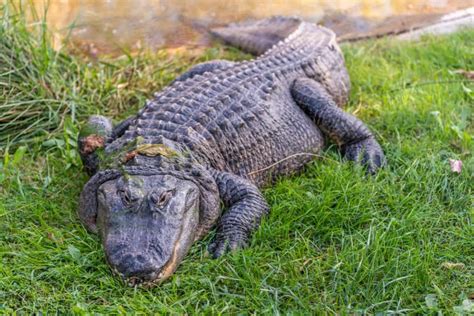 26 Facts About American Alligators Pictures Wildlife Informer