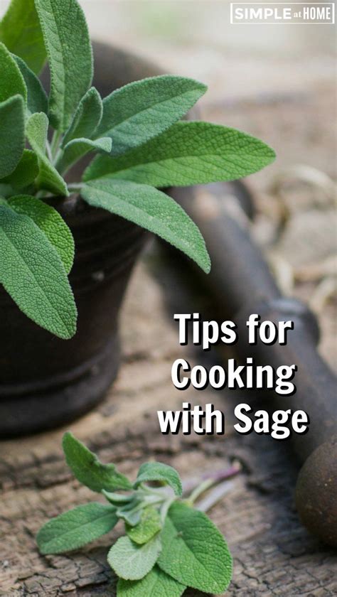 How To Cook With Sage • Simple At Home Sage Herb Sage Plant Sage Oil