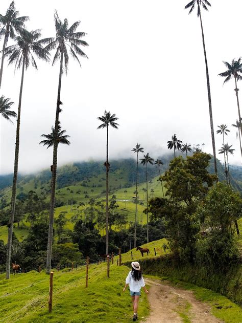 A Guide to Hiking in the Cocora Valley in Colombia - Kitti Around the World